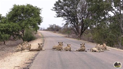 UNEDITED Largest Lion Pride Ever - RAW FOOTAGE - YouTube