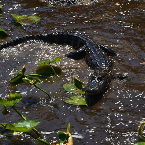 AIRBOAT WILDLIFE ADVENTURES (2024) All You Need to Know BEFORE You Go ...