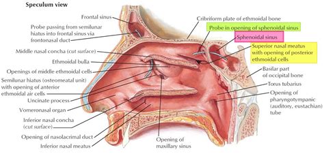 Sphenoid sinus anatomy, function, sphenoid sinus infection & surgery