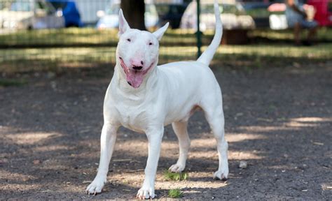 39 of the Best Bull Terrier Mixes: Canines with Character