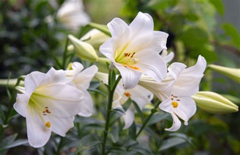 Planting Easter Lilies Outside to Save Them