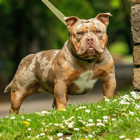 Micro Bully – The Exotic Bully Dog For Small Spaces