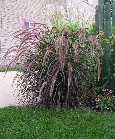 Purple fountain grass | Shade garden, Grasses landscaping, Ornamental grasses