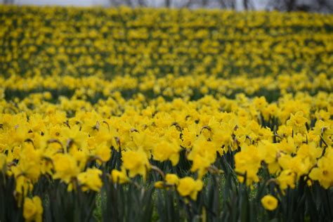 Festival of Spring — Burnside Farms