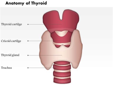 0514 Neck Hyoid Bone Thyroid Cartilage Thyroid Gland Medical Images For ...