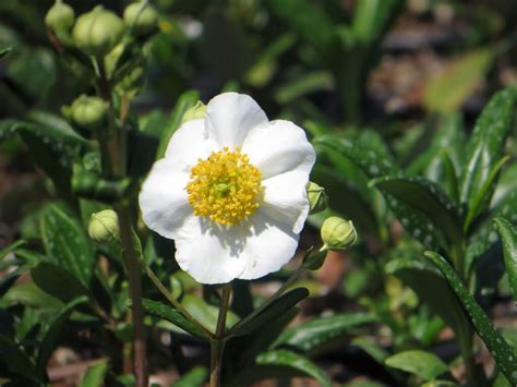 Carpenteria californica 'Elizabeth' - Boething Treeland Farms