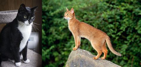 Tuxedo vs Abyssinian - Breed Comparison | MyCatBreeds