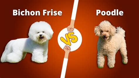 Bichon Frise vs Poodle | Which one is your favorite? - YouTube