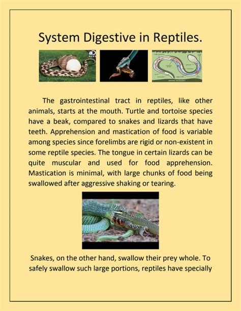 System digestive in reptiles | PDF