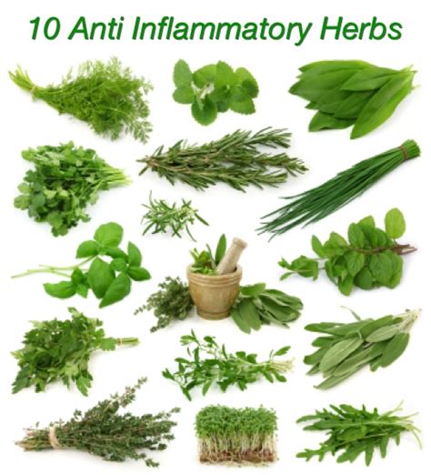 Treat Inflammation With These 10 Anti Inflammatory Herbs - Homestead ...