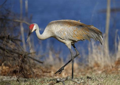 Sandhill Crane - A-Z Animals