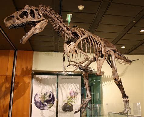 Oldest Of It’s Kind, New Species Of Allosaurus Discovered In Utah – Way ...