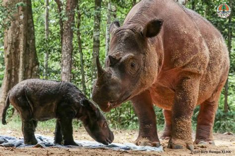 Indonesia Welcomed a Baby Sumatran Rhino - Green Network Asia