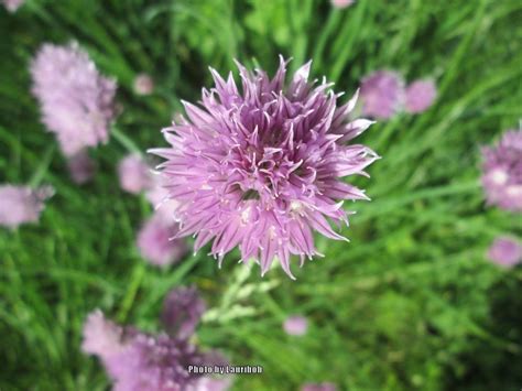 Chives: Plant Care and Collection of Varieties - Garden.org