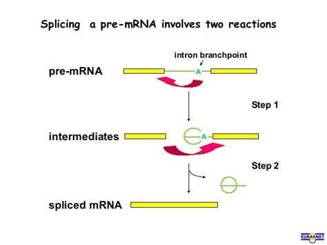 Rna splicing