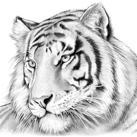 Tiger in graphite. Gorgeous! Shared on Facebook by "The Art of Greg ...