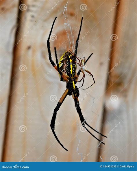 Spider, Yellow Garden Spider, Mating Stock Photo | CartoonDealer.com #124951032