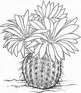 Cactus With Three Flowers coloring Page  Download Print Or Color sketch template
