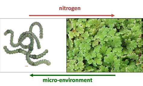 Why is azolla unique? - Azolla Foundation