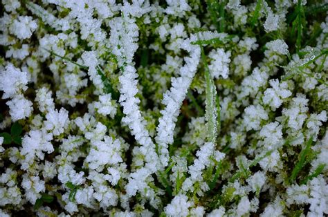 Frozen Winter Grass Free Stock Photo - Public Domain Pictures