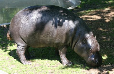 File:Pygmy Hippopotamus (Hexaprotodon liberiensis) (cropped).jpg ...