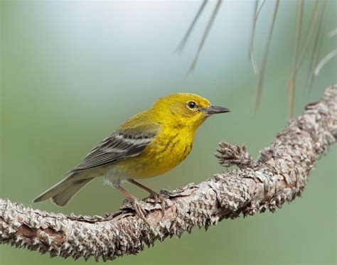 Florida Pine Warbler. One of the most appropriately named warblers (it is rarely found away from ...