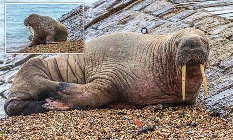 Thor the walrus is seen taking a quick nap on a British beach after travelling from Europe