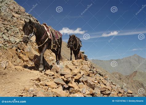 Mountain horse-riding stock photo. Image of outdoors - 15374766