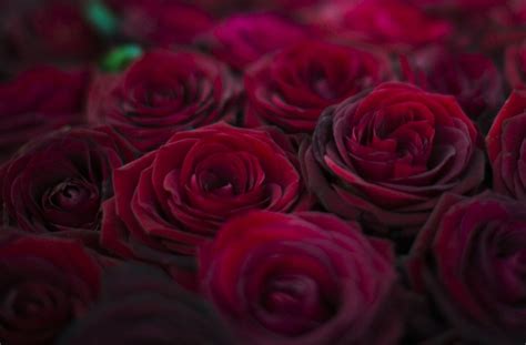 Burgundy Rose: unconscious beauty | Burgundy flowers, Rose, Beautiful flowers