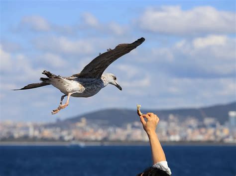 What Do Seagulls Eat? (Complete Guide) | Birdfact