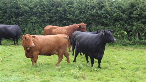 Black or red Aberdeen Angus cattle? The choice is yours - Agriland.co.uk