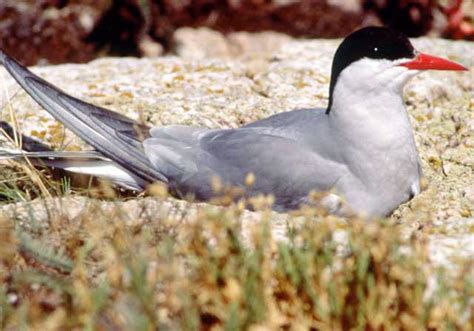 Arctic Tern | Hog Island Audubon Camp