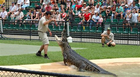 Croc Express to Australia Zoo from Brisbane - Klook