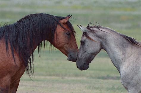 Mustang Horse Breed Profile