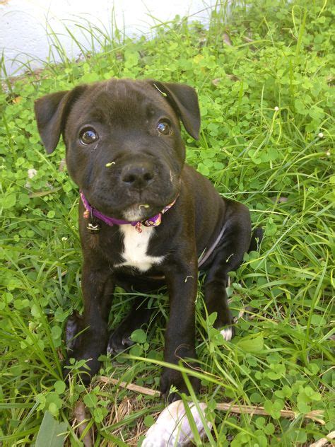 Luna Staffie staffy staffordshire Bull terrier puppy 2 months old 2 mois brindle 9 weeks 9 ...