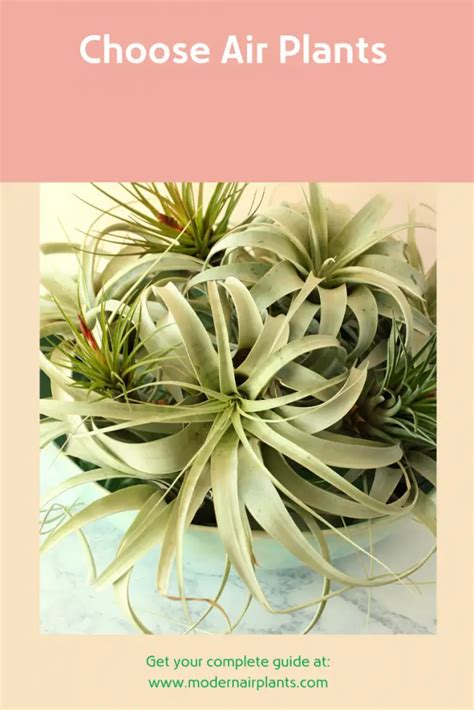 How to Grow Air Plants in Terrariums: The Complete Guide - Modern Air Plants