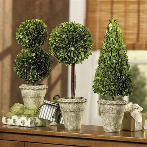 Preserved Boxwood Topiaries | Topiary, Boxwood topiary, Topiary diy