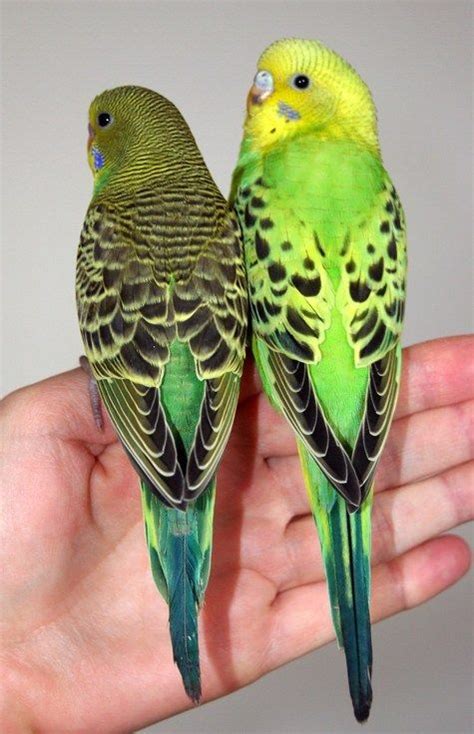 Opaline vs Normal Green Budgie Parakeet