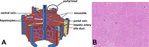 Liver Model Labeled