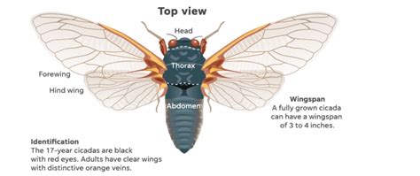 Cicadas Anatomy