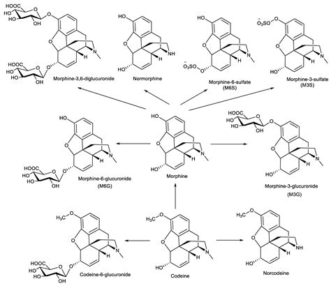 Pharmaceutics | Free Full-Text | Synthesis and Modification of Morphine and Codeine, Leading to ...