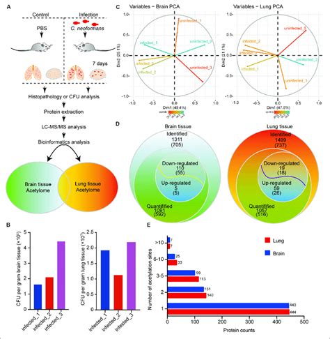 | Proteome-wide identification of lysine acetylation proteins and sites... | Download Scientific ...