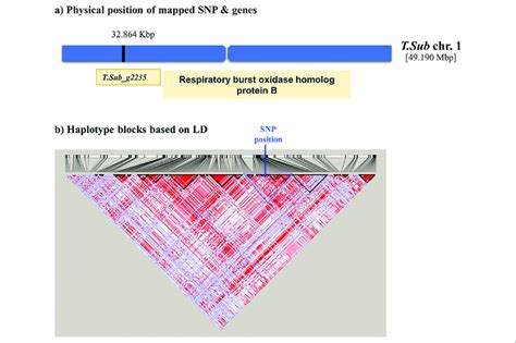 | Scheme of the genomic region with the haplotype block on Chr 1 in... | Download Scientific Diagram