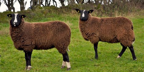 Zwartbles sheep for sale | zwartblesireland.com