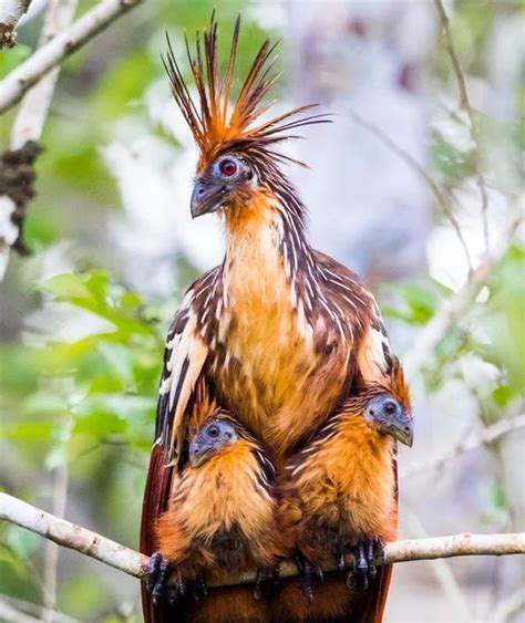 The chicks of the prehistoric looking Hoatzin or ‘Stink bird’ have claws in their wings. They ...