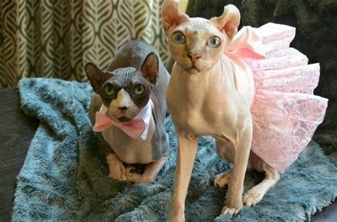 Sphynx Kitty | Sphynx cat clothes, Sphynx cat, Cat clothes