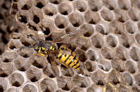 Vespula germanica - WaspWeb