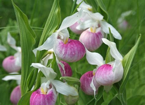 minnesota state flower and bird - Elke Strand