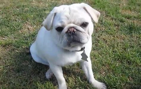 (VIDEO) Having a Bad Day? Cheer Up - These White Pugs Will Make You Smile!