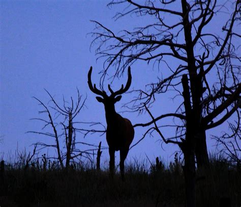 Night Bull Elk Photograph by Amara Arnold | Fine Art America